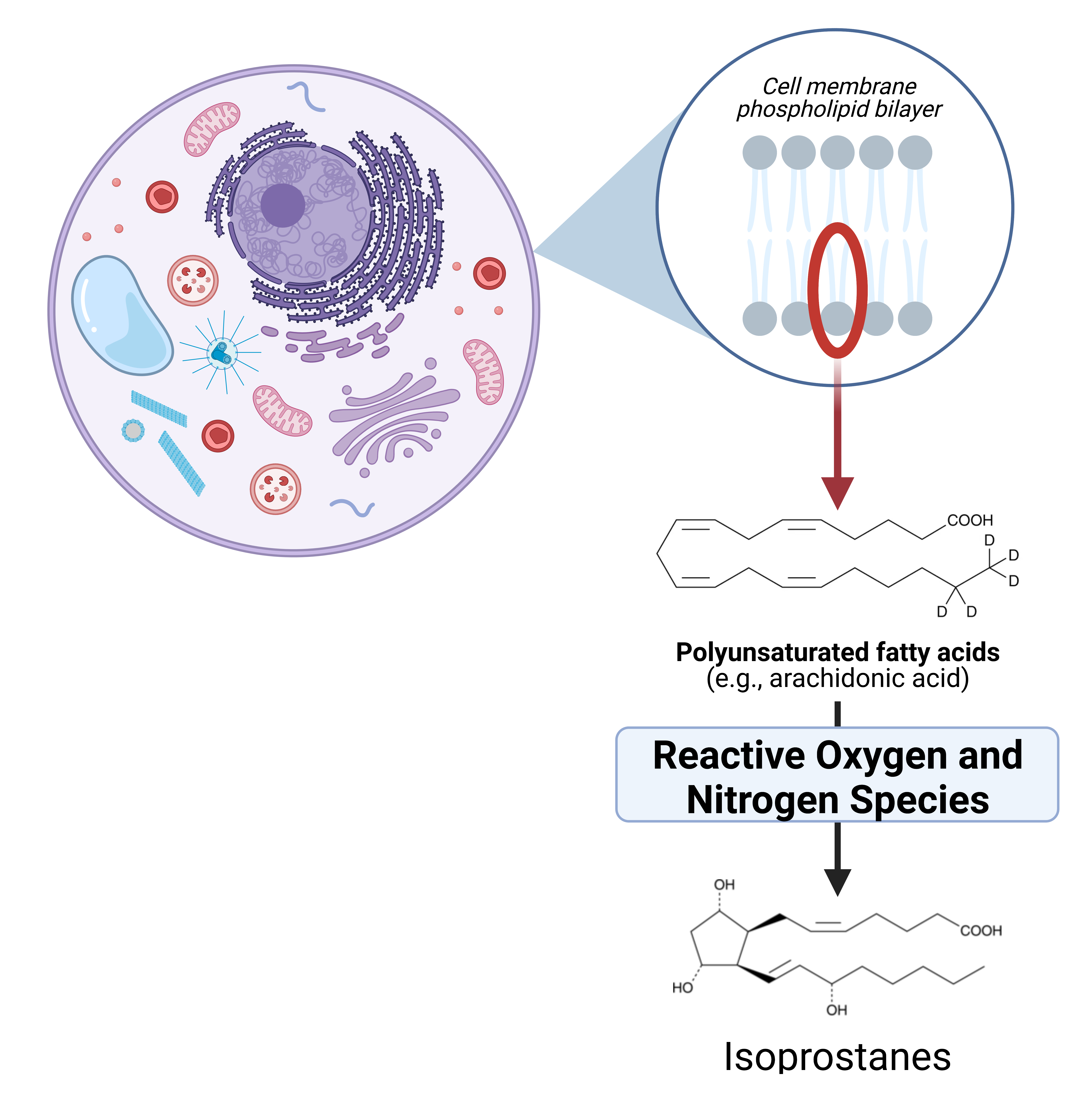 OS figure 2